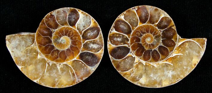 Small Desmoceras Ammonite Pair #5307